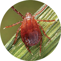 Types of Ticks in New York - Stony Brook Medicine Health News