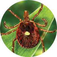 Types of Ticks in New York - Stony Brook Medicine Health News