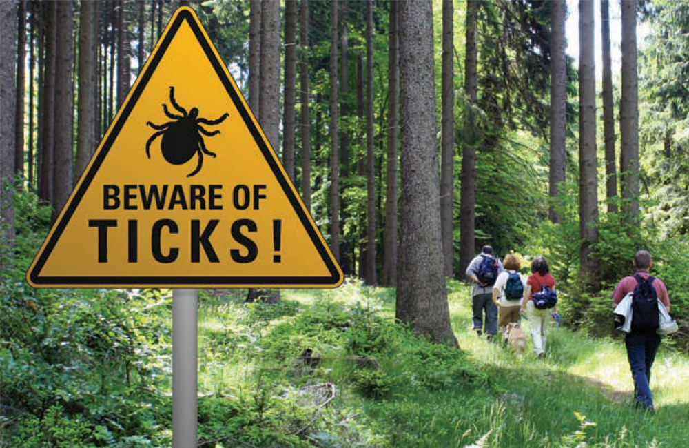 Types of Ticks in New York - Stony Brook Medicine Health News