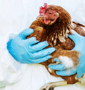 An infected chicken being handled by a gloved professional.