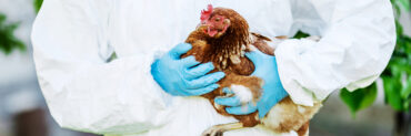 Bird Flu in Humans: Who’s at Risk and What Are the Symptoms? - Stony ...