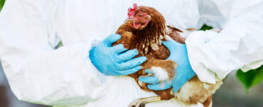An infected chicken being handled by a gloved professional.