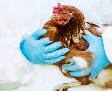 An infected chicken being handled by a gloved professional.