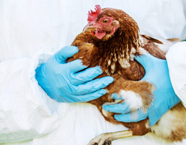 An infected chicken being handled by a gloved professional.