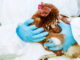 An infected chicken being handled by a gloved professional.