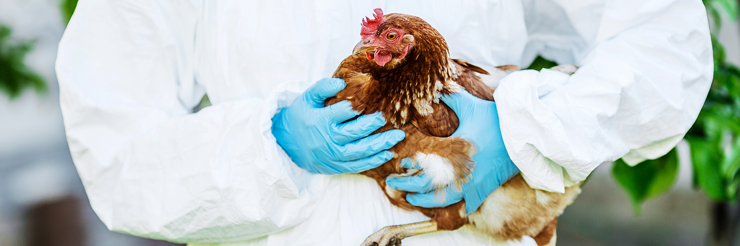 An infected chicken being handled by a gloved professional.