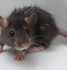 A grey mouse next to a dropping on a white floor.
