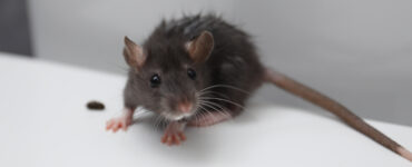 A grey mouse next to a dropping on a white floor.