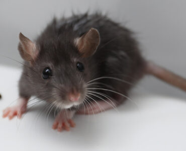 A grey mouse next to a dropping on a white floor.