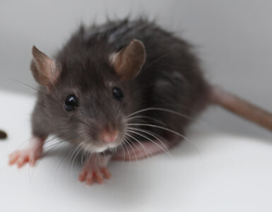 A grey mouse next to a dropping on a white floor.