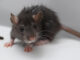 A grey mouse next to a dropping on a white floor.