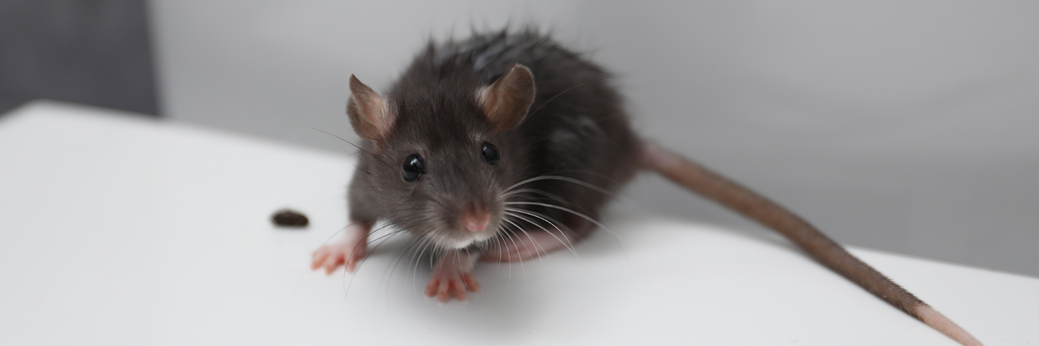 A grey mouse next to a dropping on a white floor.