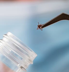 A researcher wearing gloves in a lab holding a tick with a tweaser.