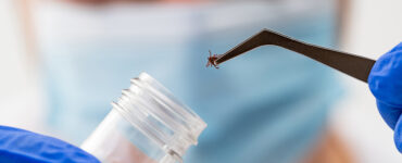 A researcher wearing gloves in a lab holding a tick with a tweaser.