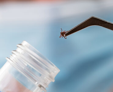 A researcher wearing gloves in a lab holding a tick with a tweaser.