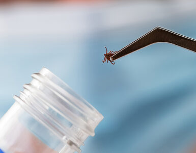 A researcher wearing gloves in a lab holding a tick with a tweaser.
