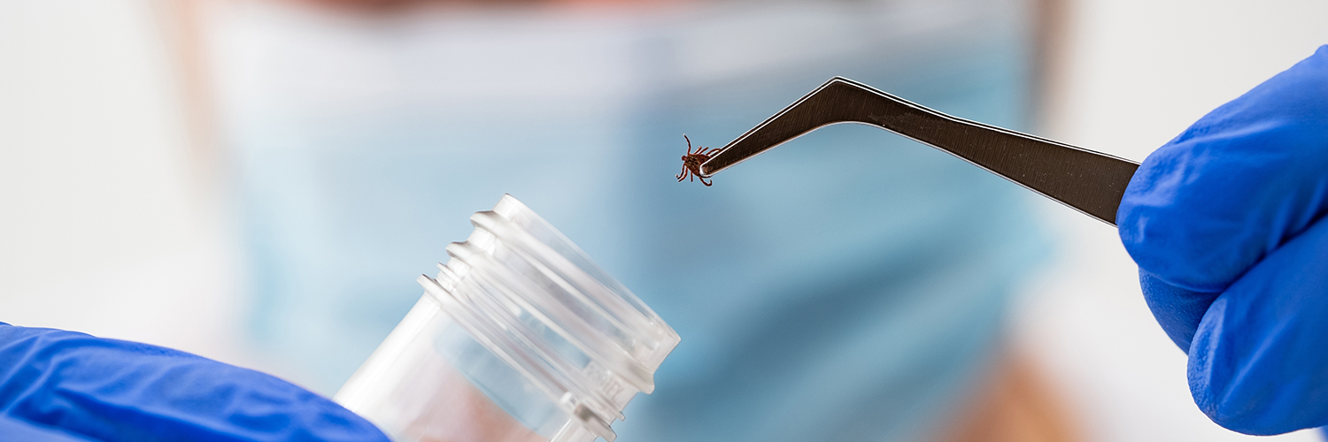 A researcher wearing gloves in a lab holding a tick with a tweaser.